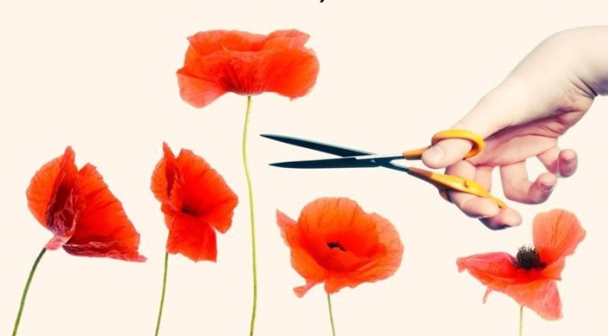 Self-compassion and the Tall Poppy Syndrome